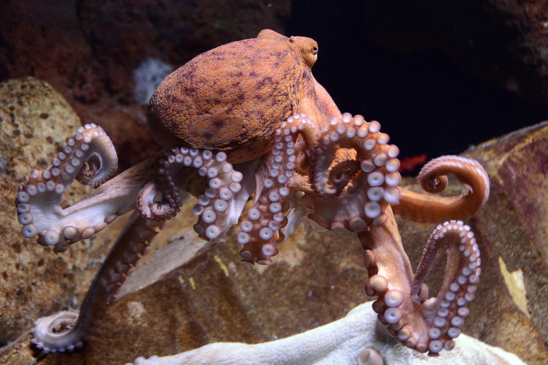 All You Need to Know About Succeeding in Business Can Be Learned from an Octopus